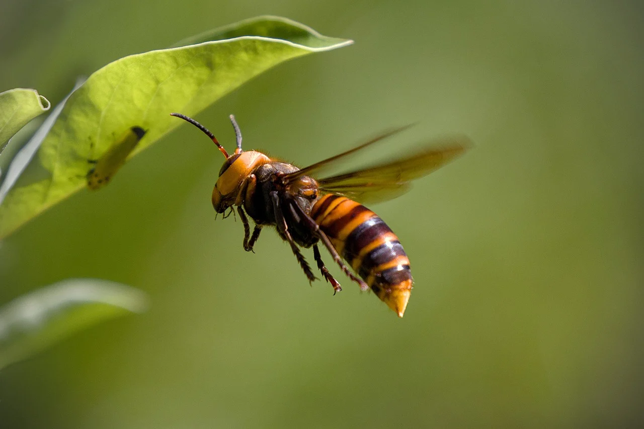 La pianta che tiene lontane vespe e mosche La pianta che tiene lontane vespe e mosche