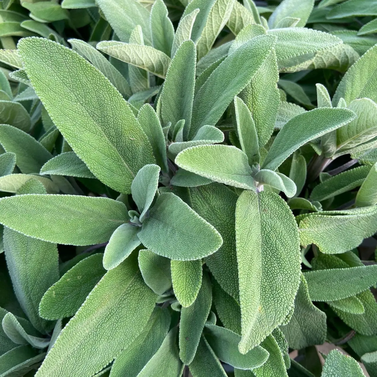 Come potare correttamente la salvia per farla durare anni Come potare correttamente la salvia per farla durare anni