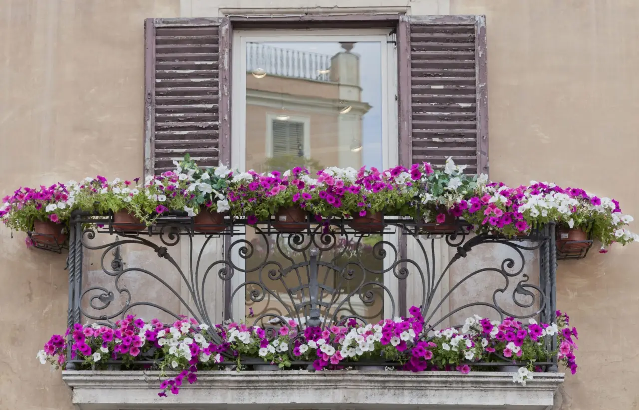 Inizia subito a coltivare questa pianta da balcone che decora e protegge dagli insetti Inizia subito a coltivare questa pianta da balcone che decora e protegge dagli insetti