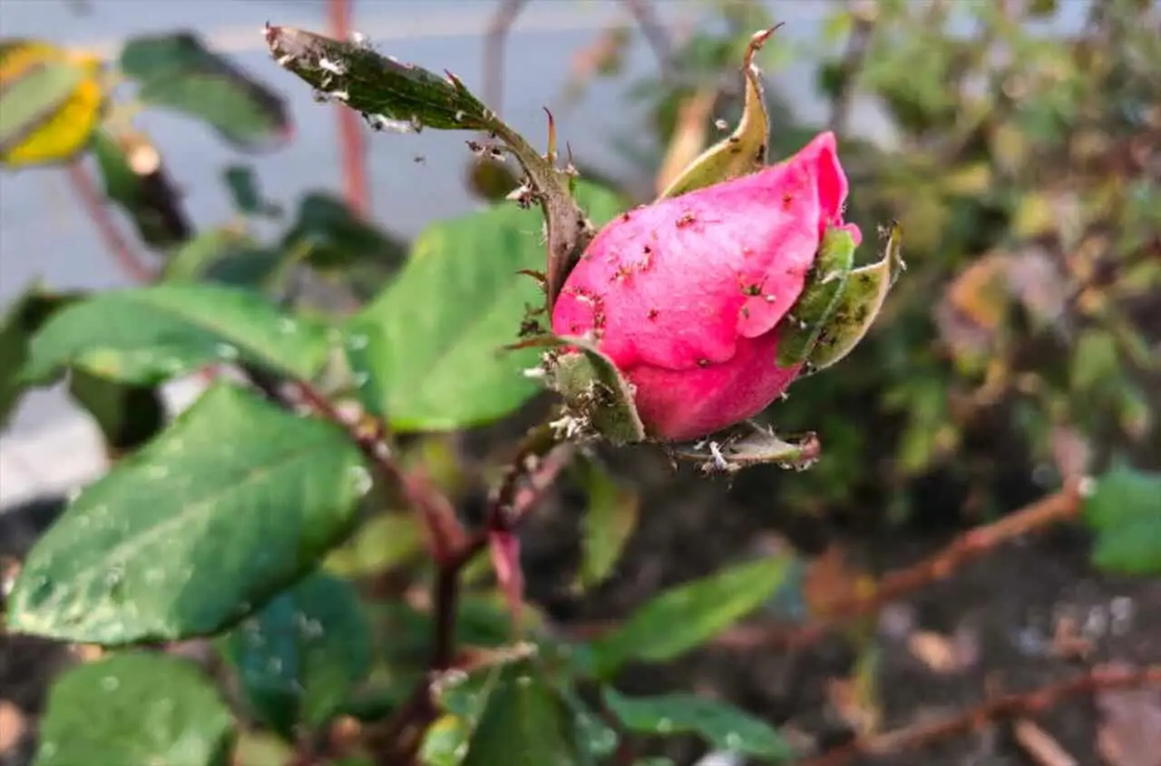 Rose senza afidi: il decotto d’aglio che sostituisce i pesticidi Rose senza afidi: il decotto d’aglio che sostituisce i pesticidi