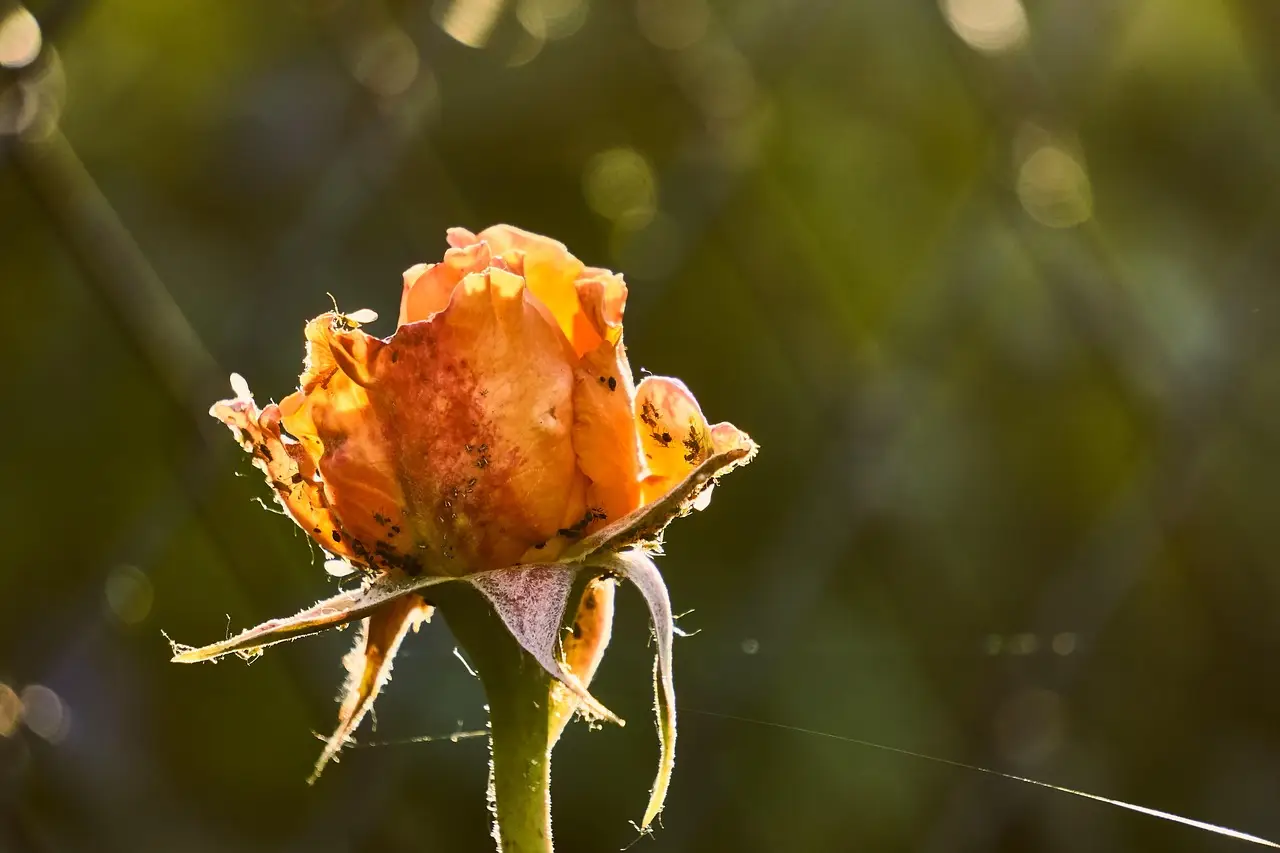 Rose senza afidi: il decotto d’aglio che sostituisce i pesticidi Rose senza afidi: il decotto d’aglio che sostituisce i pesticidi
