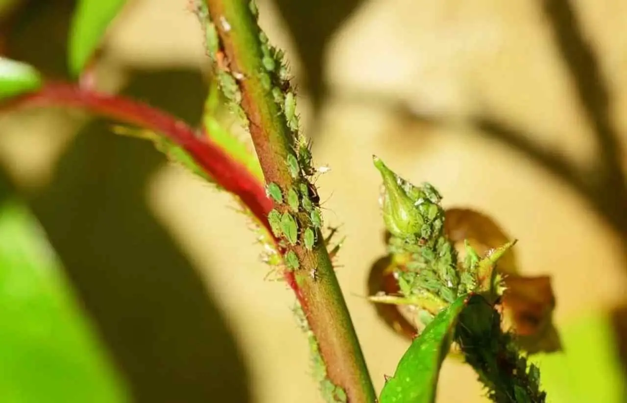 Rose senza afidi: il decotto d’aglio che sostituisce i pesticidi Rose senza afidi: il decotto d’aglio che sostituisce i pesticidi