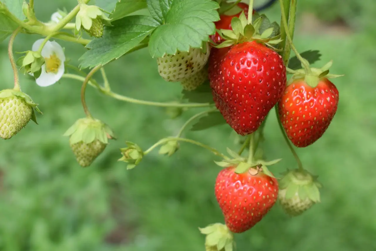 Fragole più dolci e senza muffa: il trucco della sabbia fine Fragole più dolci e senza muffa: il trucco della sabbia fine