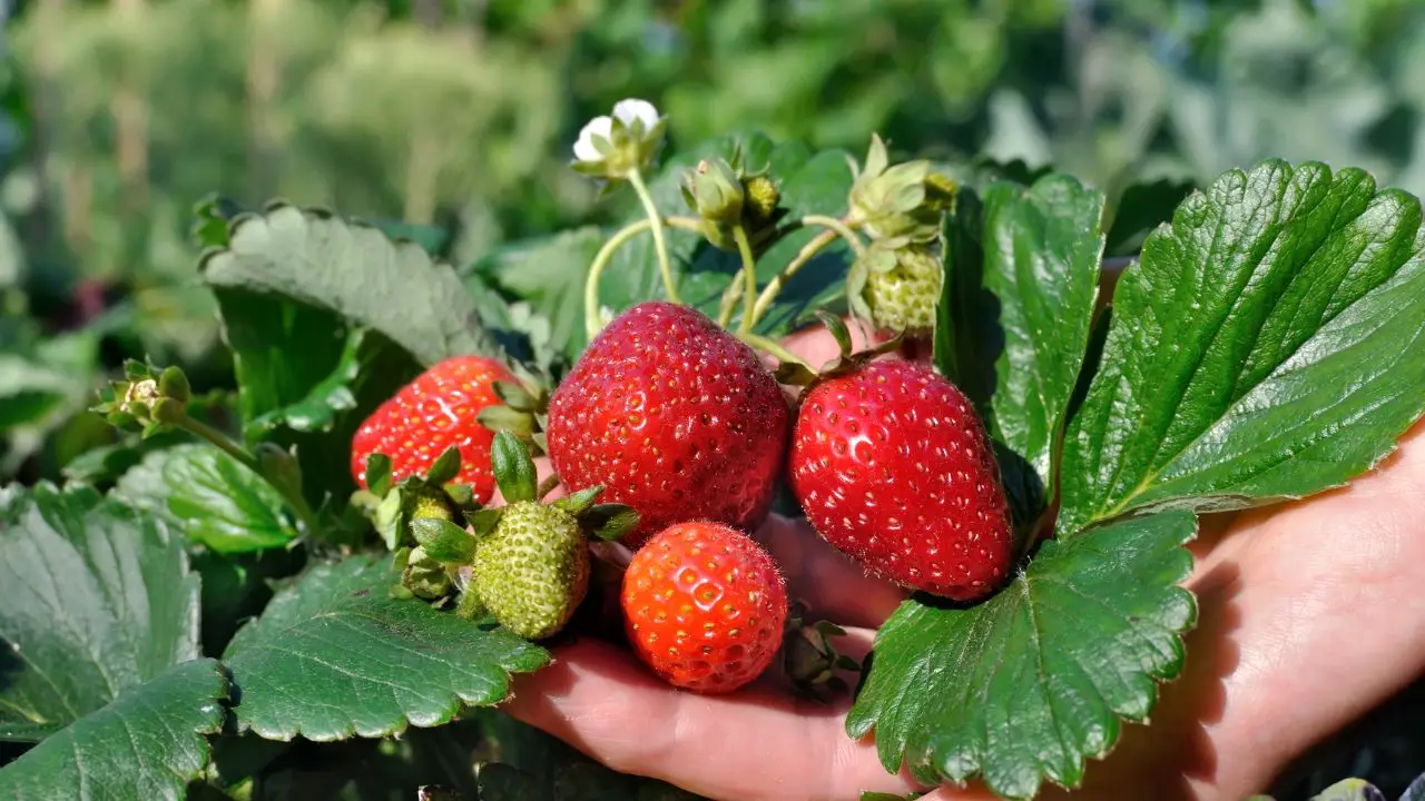 Fragole più dolci e senza muffa: il trucco della sabbia fine Fragole più dolci e senza muffa: il trucco della sabbia fine