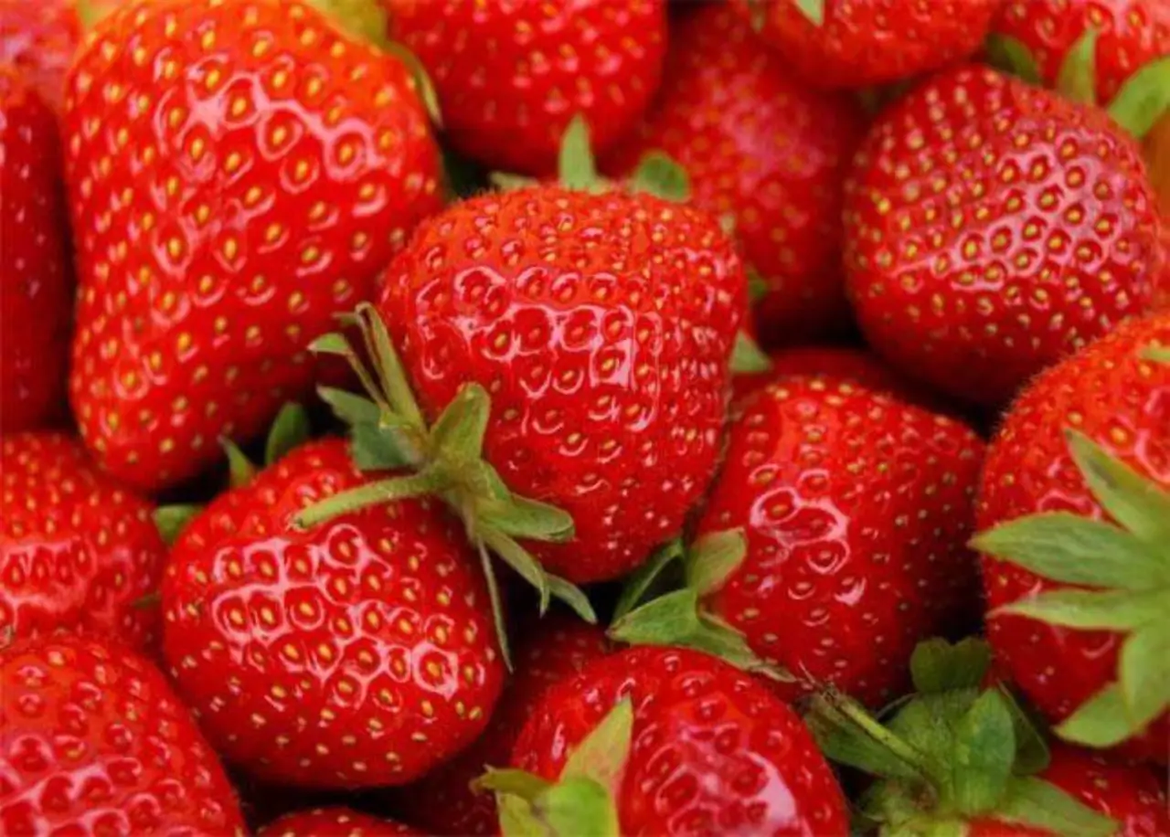 Fragole più dolci e senza muffa: il trucco della sabbia fine Fragole più dolci e senza muffa: il trucco della sabbia fine
