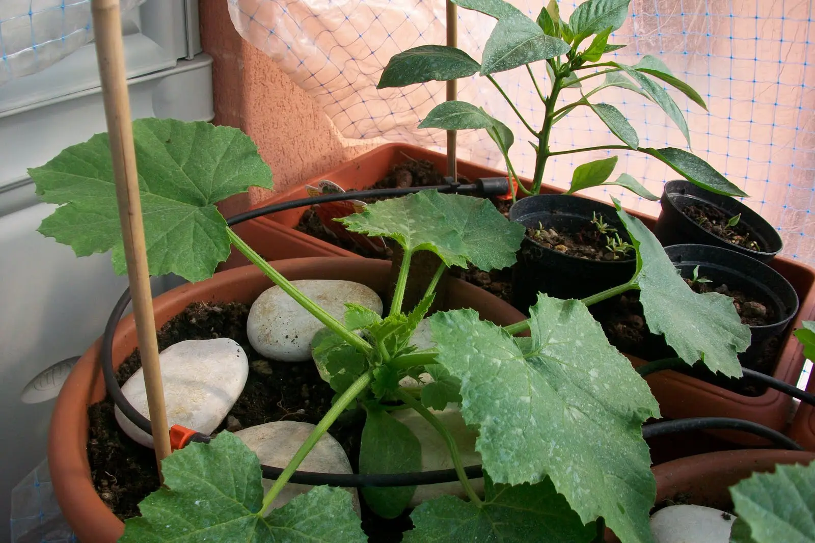 Come trasformare un angolo del balcone in un mini orto Come trasformare un angolo del balcone in un mini orto