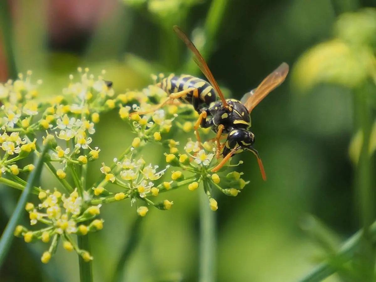La pianta che tiene lontane vespe e mosche La pianta che tiene lontane vespe e mosche
