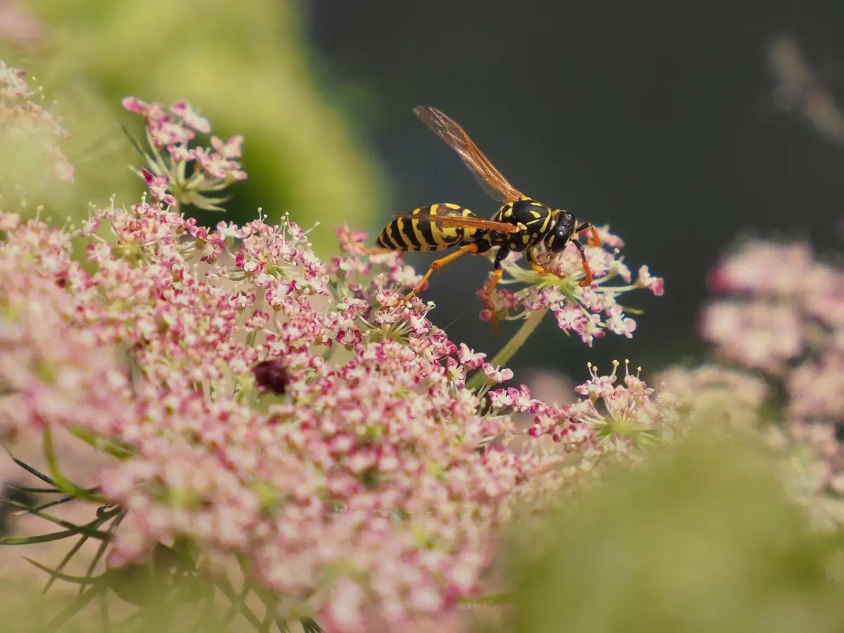 La pianta che tiene lontane vespe e mosche La pianta che tiene lontane vespe e mosche