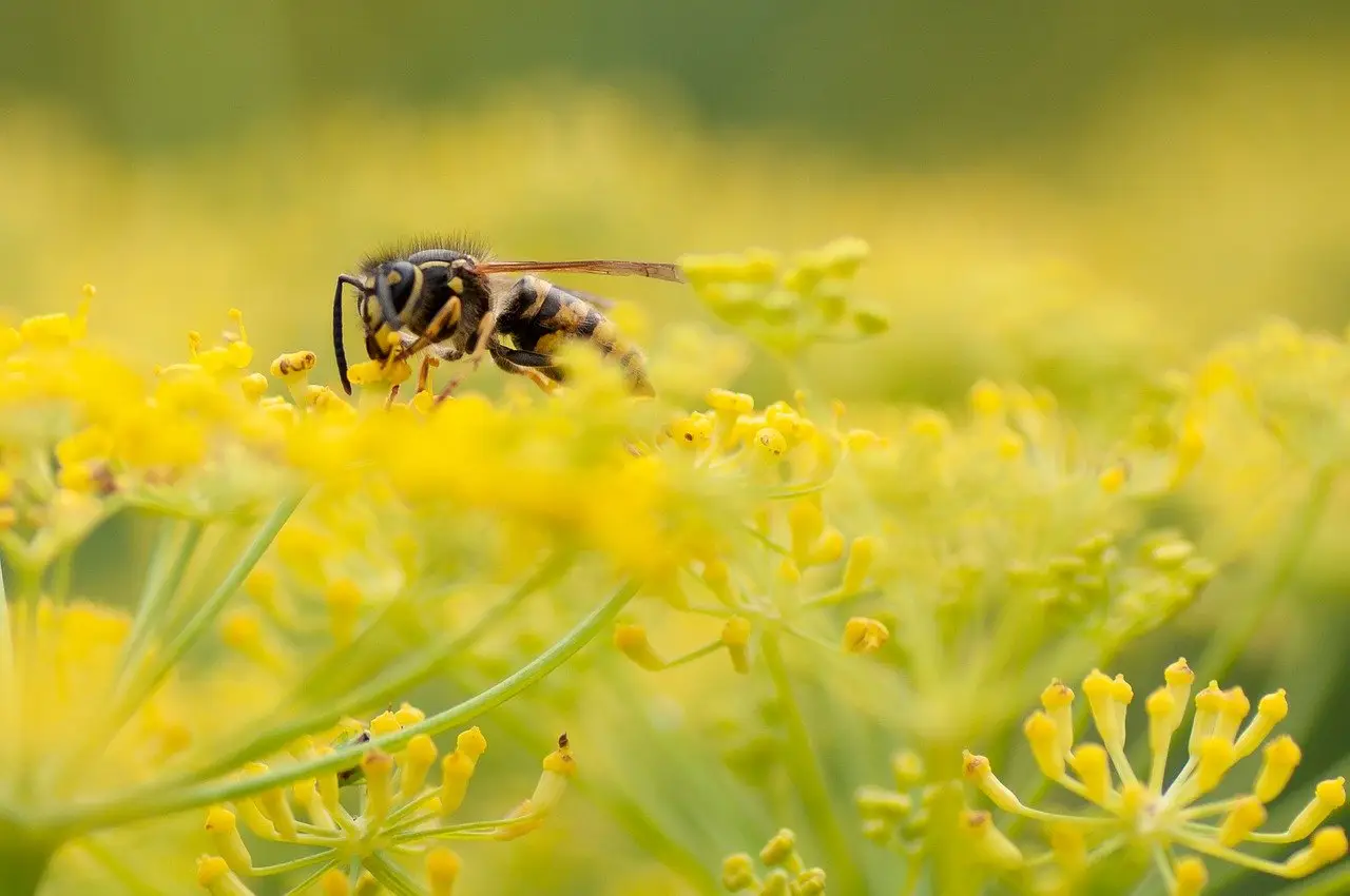 La pianta che tiene lontane vespe e mosche La pianta che tiene lontane vespe e mosche
