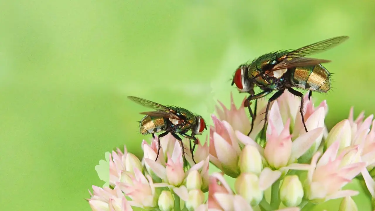 La pianta che tiene lontane vespe e mosche La pianta che tiene lontane vespe e mosche