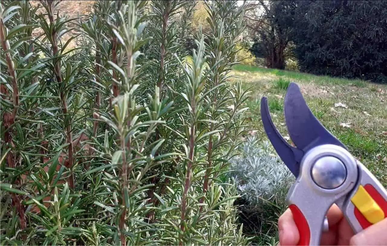Come potare correttamente la salvia per farla durare anni Come potare correttamente la salvia per farla durare anni