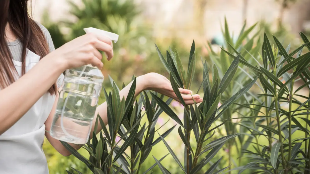 Il trucco dei giardinieri per avere piante sempre verdi Il trucco dei giardinieri per avere piante sempre verdi