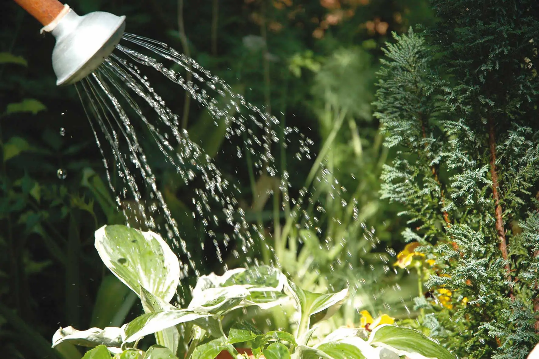 Il trucco dei giardinieri per avere piante sempre verdi Il trucco dei giardinieri per avere piante sempre verdi