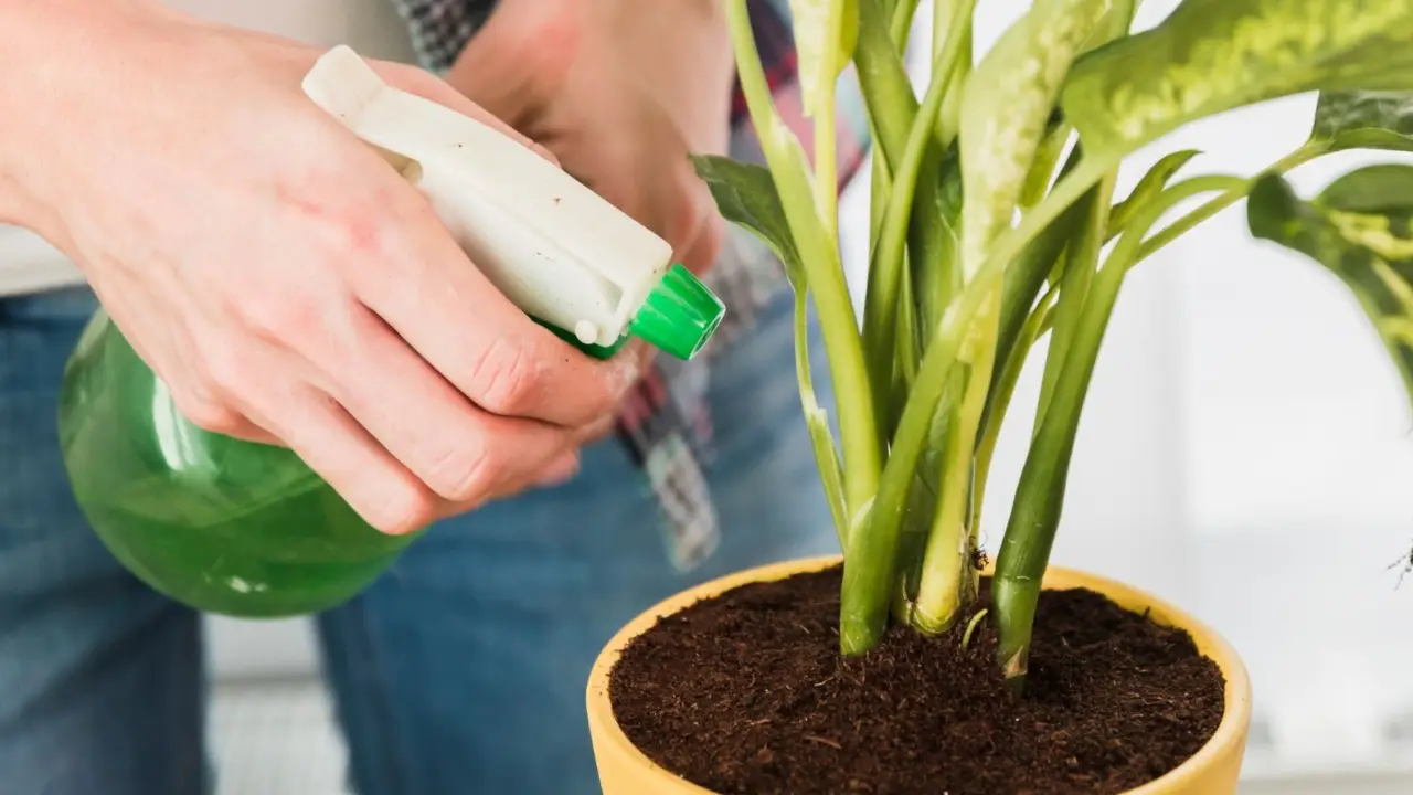 Il trucco dei giardinieri per avere piante sempre verdi Il trucco dei giardinieri per avere piante sempre verdi