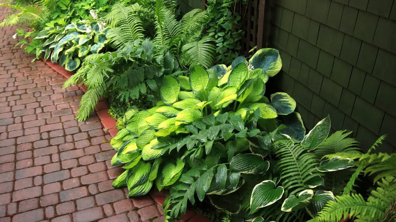 Il trucco dei giardinieri per avere piante sempre verdi Il trucco dei giardinieri per avere piante sempre verdi