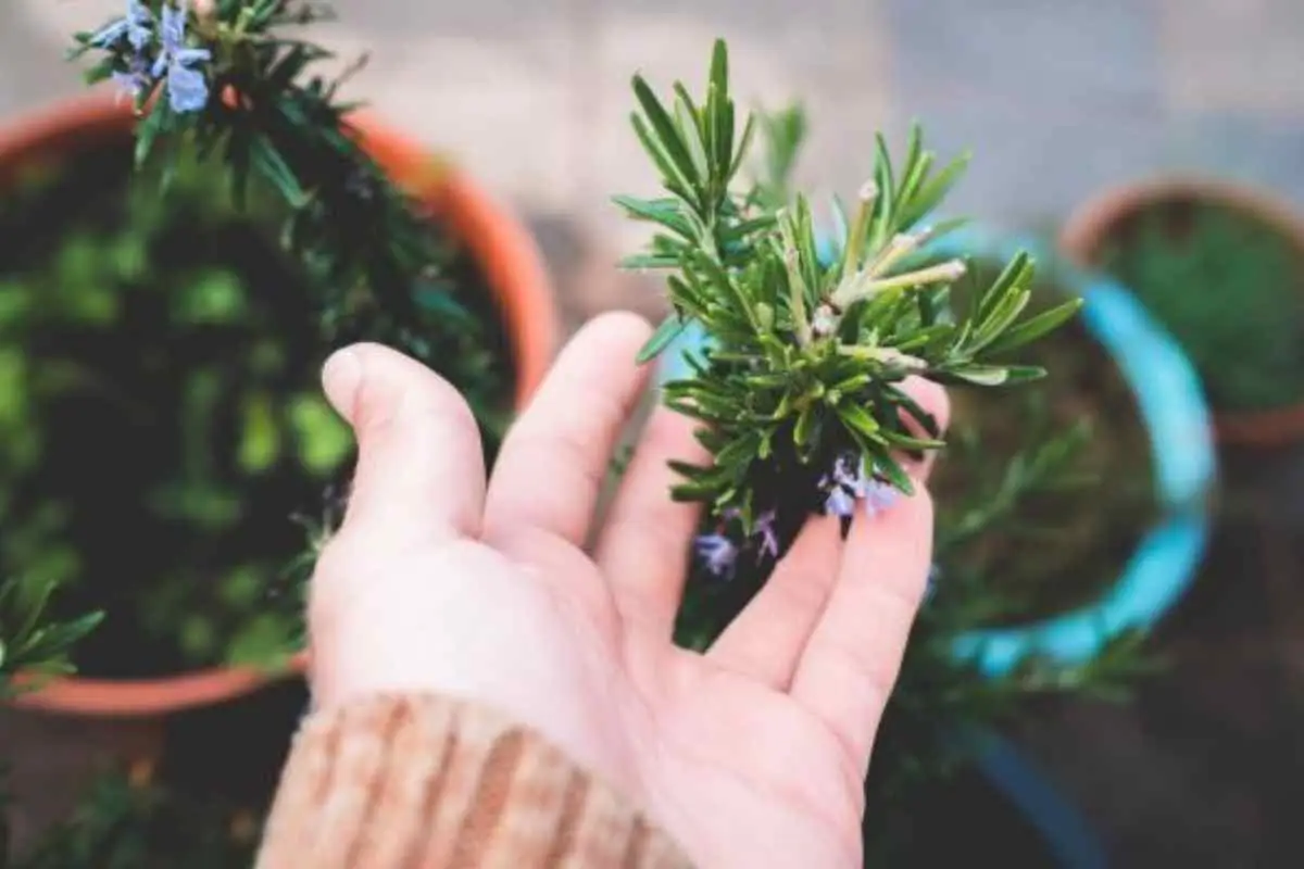 Questa pianta aromatica autunnale sta rivoluzionando la qualità del riposo notturno Questa pianta aromatica autunnale sta rivoluzionando la qualità del riposo notturno