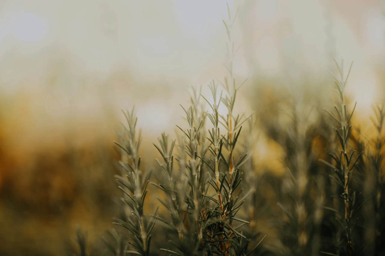 Questa pianta aromatica autunnale sta rivoluzionando la qualità del riposo notturno Questa pianta aromatica autunnale sta rivoluzionando la qualità del riposo notturno