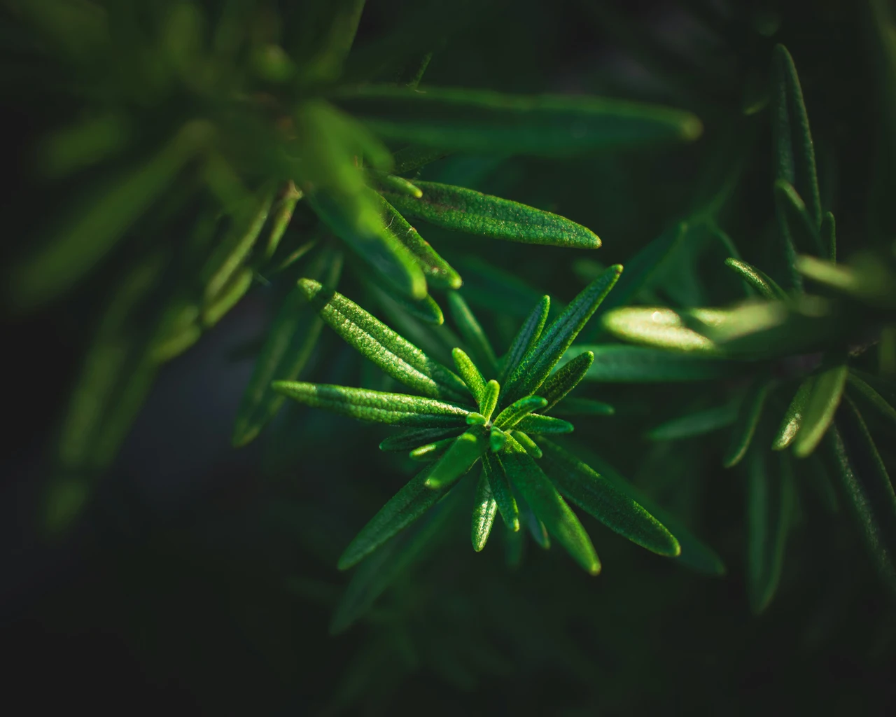 Questa pianta aromatica autunnale sta rivoluzionando la qualità del riposo notturno Questa pianta aromatica autunnale sta rivoluzionando la qualità del riposo notturno