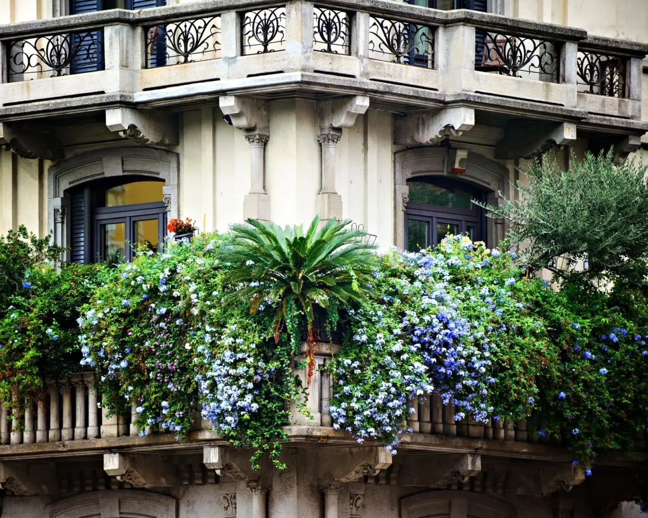 Inizia subito a coltivare questa pianta da balcone che decora e protegge dagli insetti Inizia subito a coltivare questa pianta da balcone che decora e protegge dagli insetti