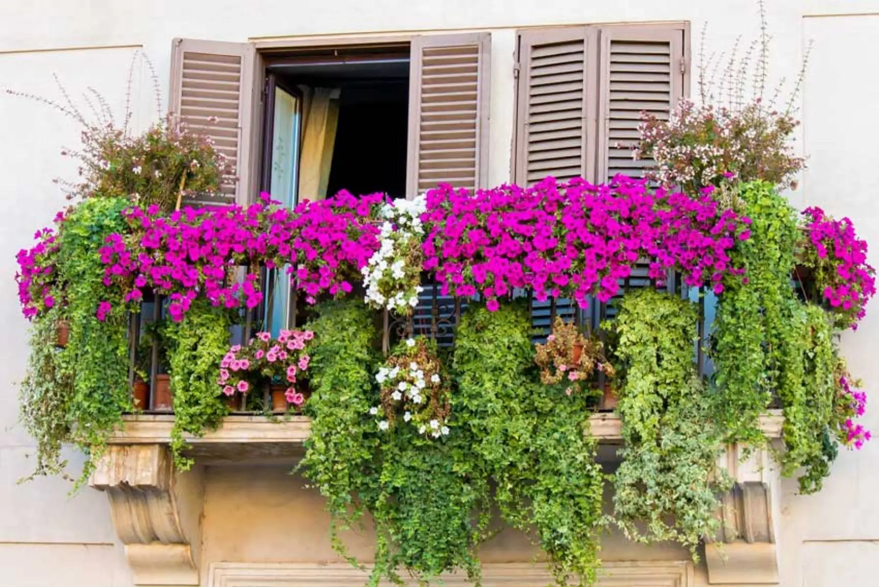Inizia subito a coltivare questa pianta da balcone che decora e protegge dagli insetti Inizia subito a coltivare questa pianta da balcone che decora e protegge dagli insetti