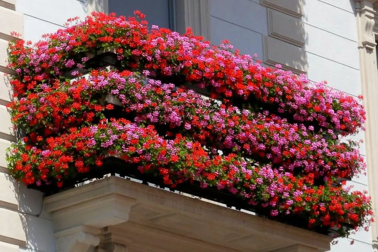 Inizia subito a coltivare questa pianta da balcone che decora e protegge dagli insetti Inizia subito a coltivare questa pianta da balcone che decora e protegge dagli insetti